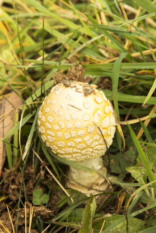 Mushroom Vermont